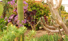 Xeriscaping